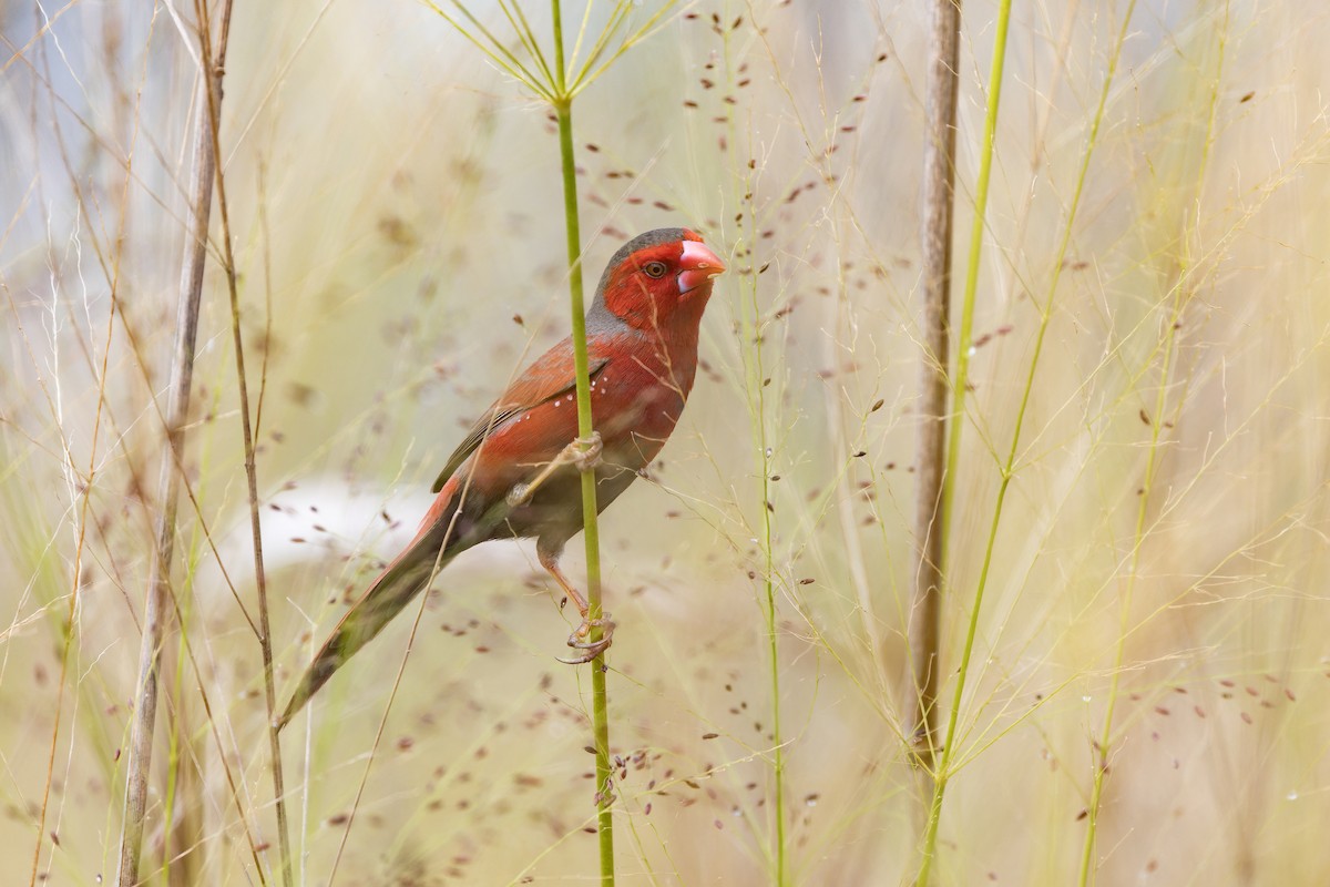 Crimson Finch (Black-bellied) - ML641945485