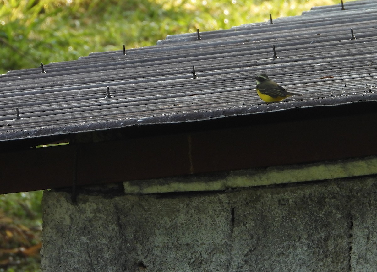 Social Flycatcher - ML641945494