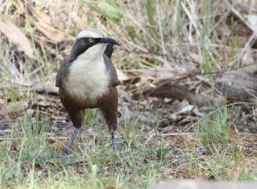 Gray-crowned Babbler - ML641945499