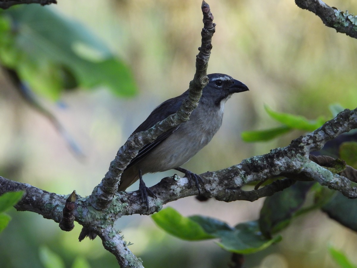 Olive-gray Saltator - ML641945500