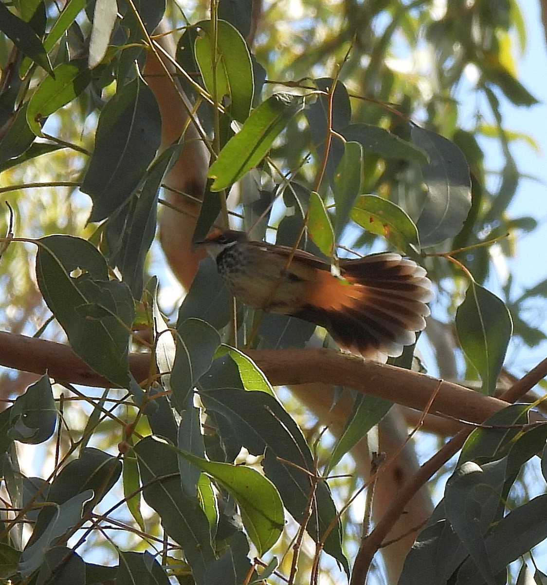 Australian Rufous Fantail - ML641945508