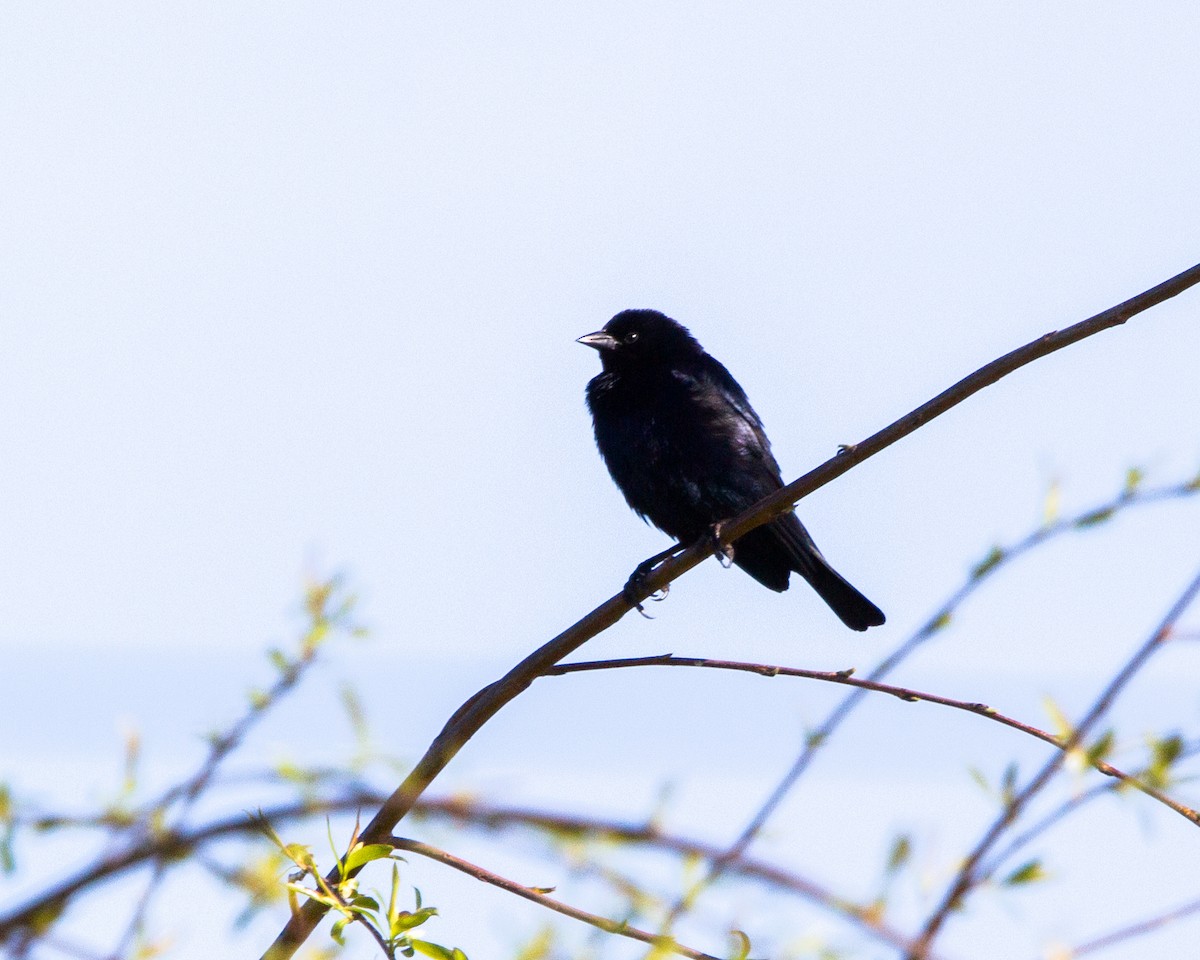 Austral Blackbird - ML641945516