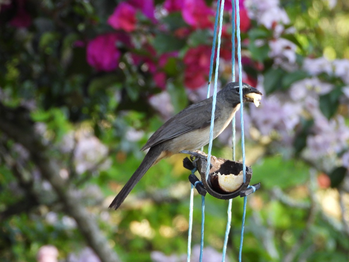 Olive-gray Saltator - ML641945517