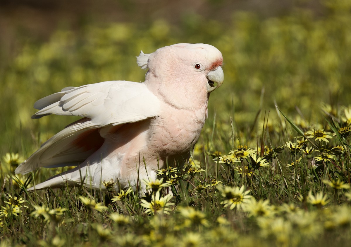 Pink Cockatoo - ML641945520