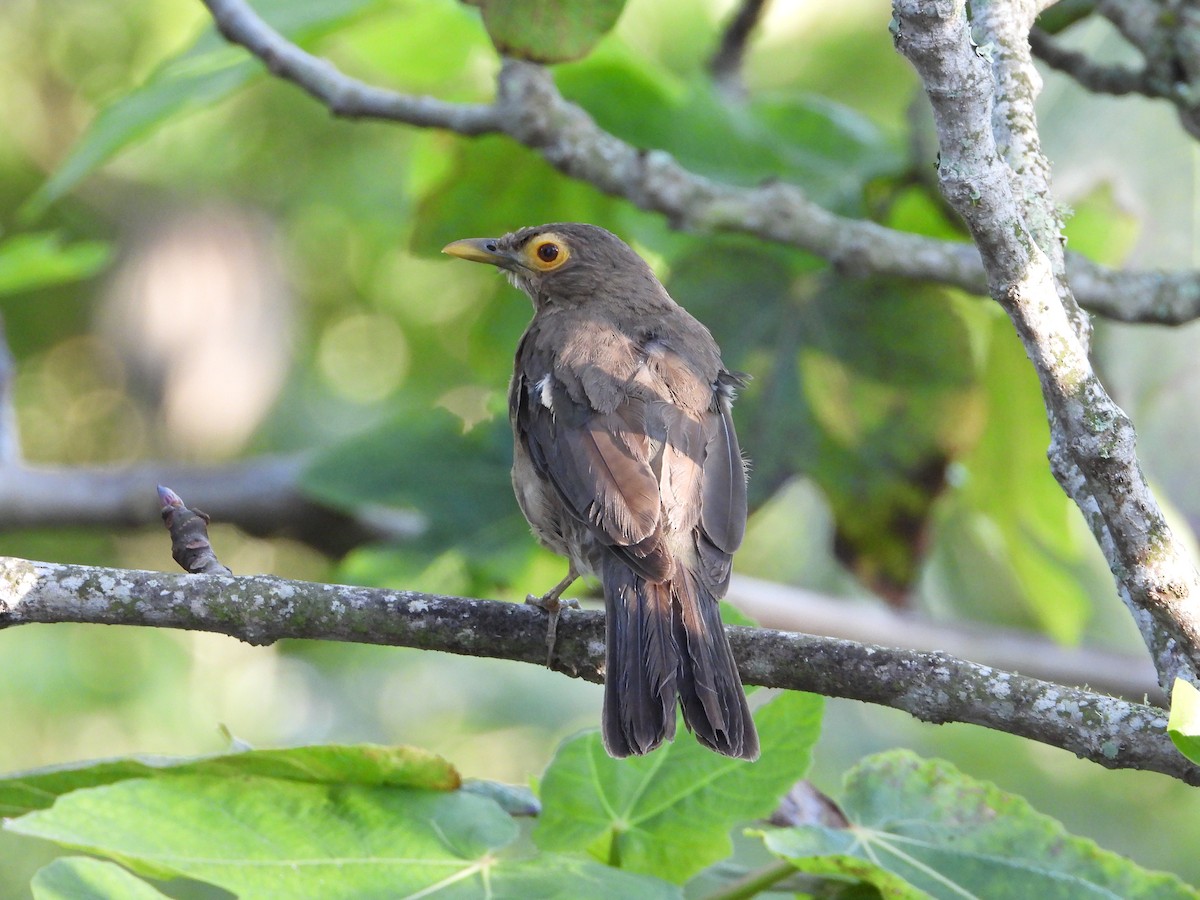 Spectacled Thrush - ML641945523