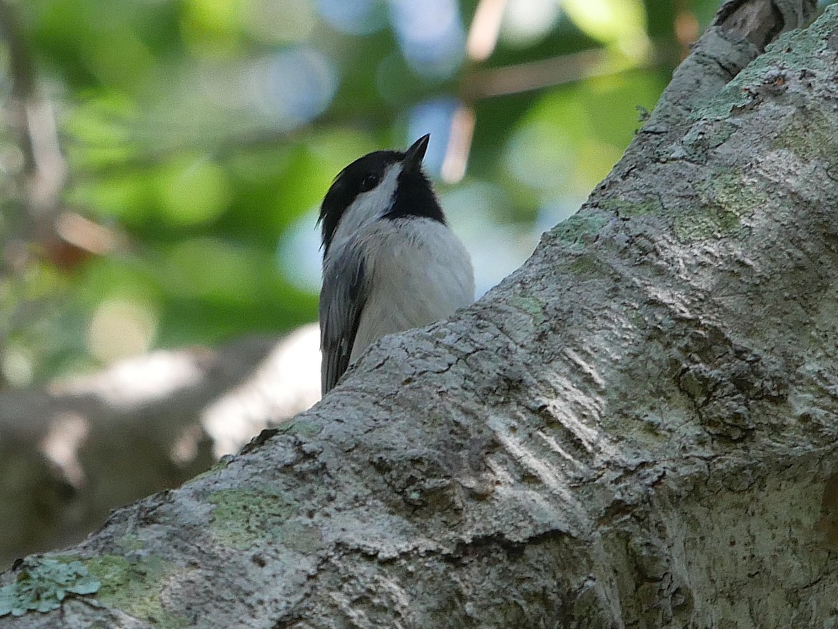 Carolina Chickadee - ML641945534