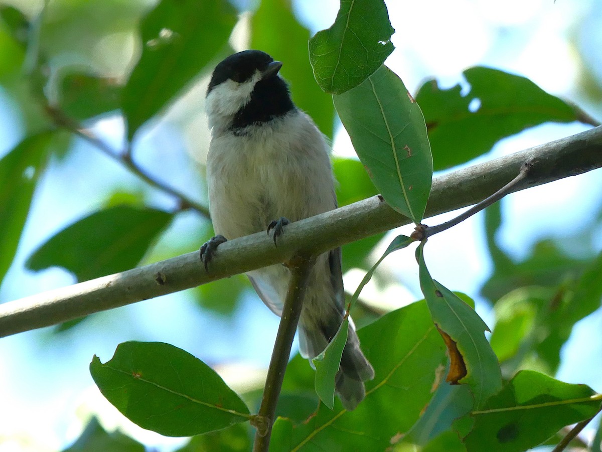 Carolina Chickadee - ML641945535