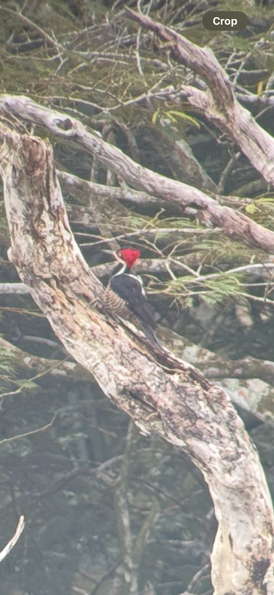 Crimson-crested Woodpecker - ML641945562