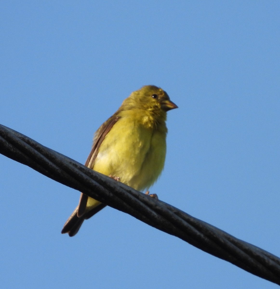 Lesser Goldfinch - ML641945594
