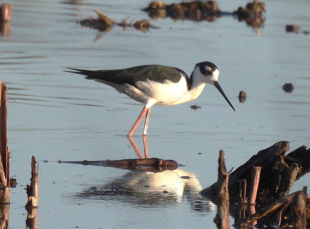 Black-necked Stilt - ML641945619