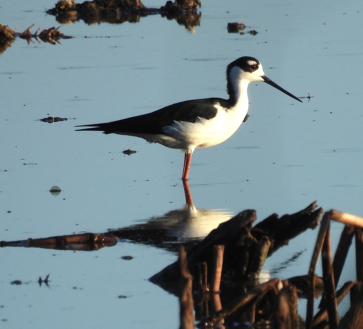 Black-necked Stilt - ML641945634