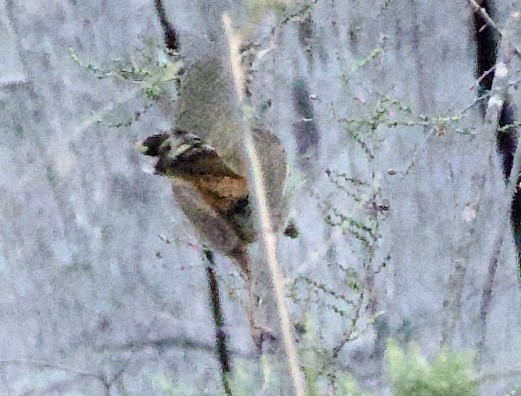 Chestnut-rumped Heathwren - ML641945640
