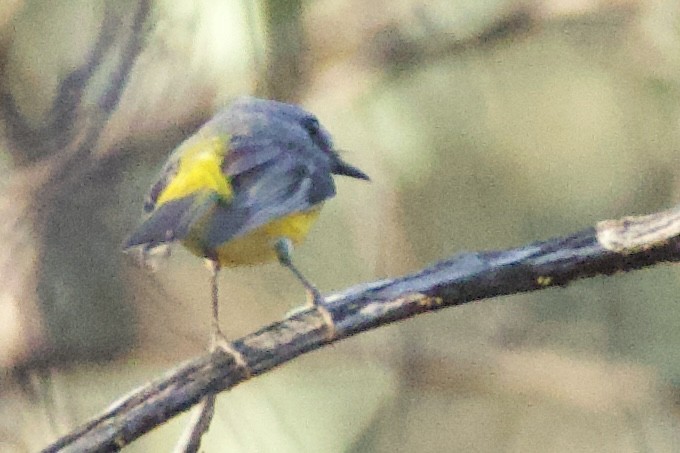 Eastern Yellow Robin - ML641945664