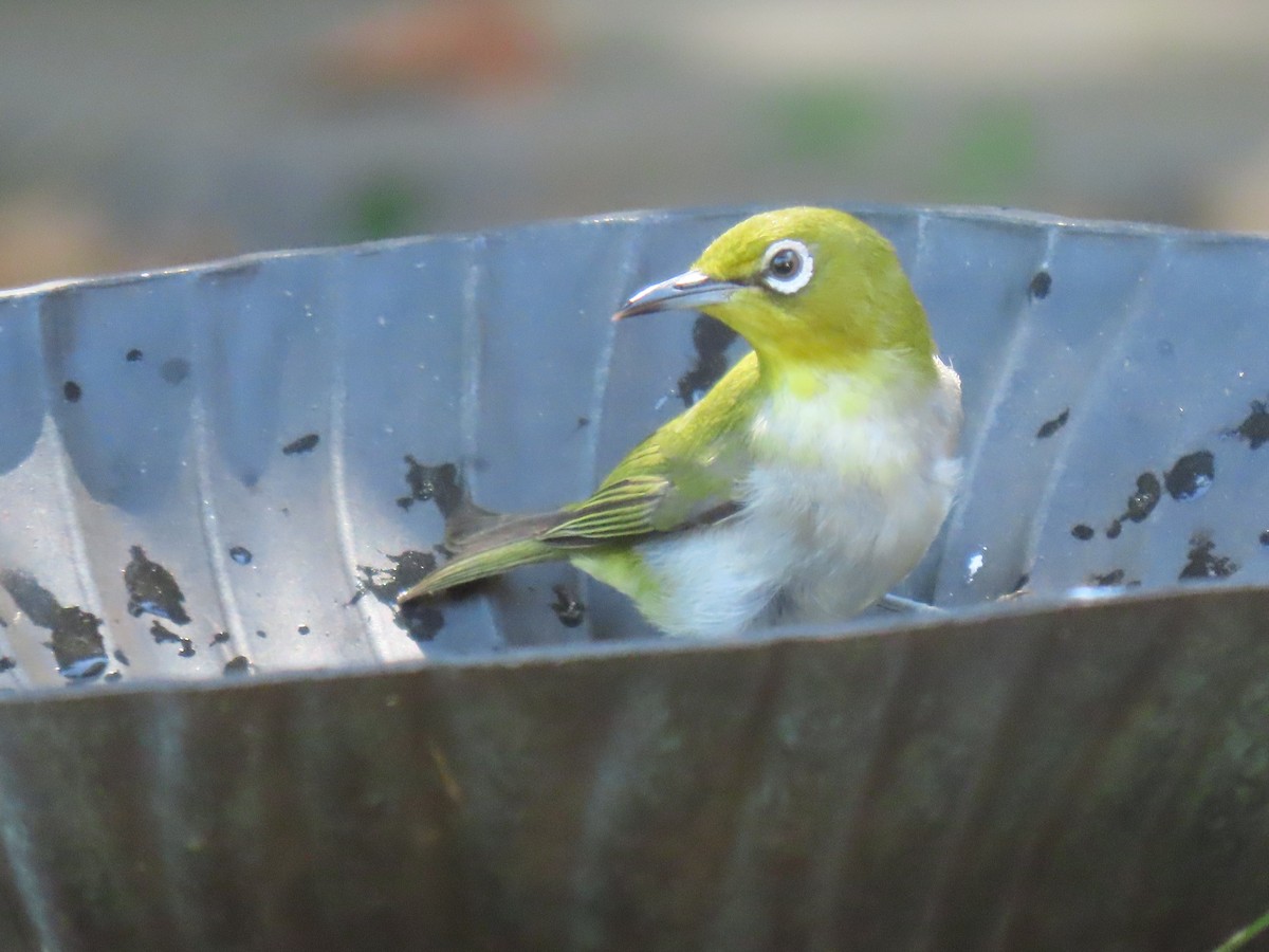 Warbling White-eye - ML641945670