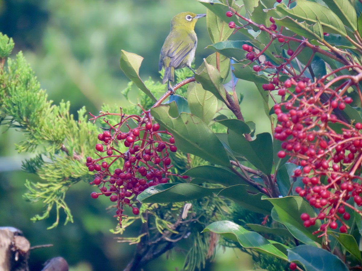 Warbling White-eye - ML641945671