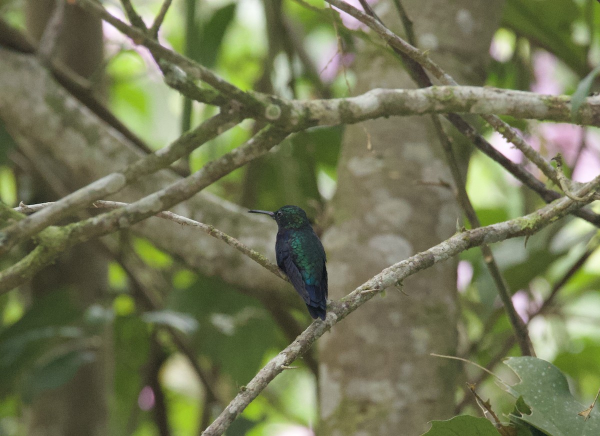 Crowned Woodnymph (Green-crowned) - ML641945705