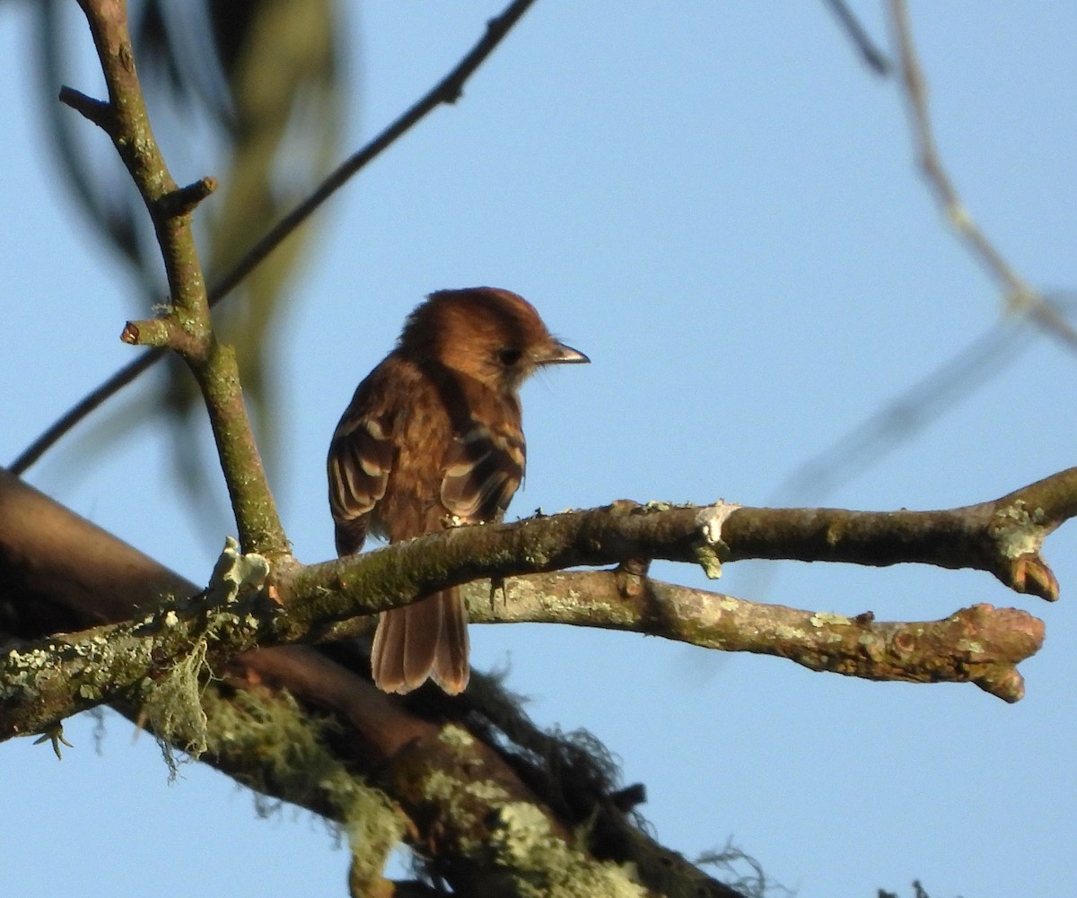 Bran-colored Flycatcher - ML641945715