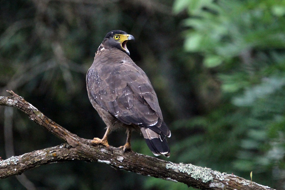 Crested Serpent-Eagle - ML641945717