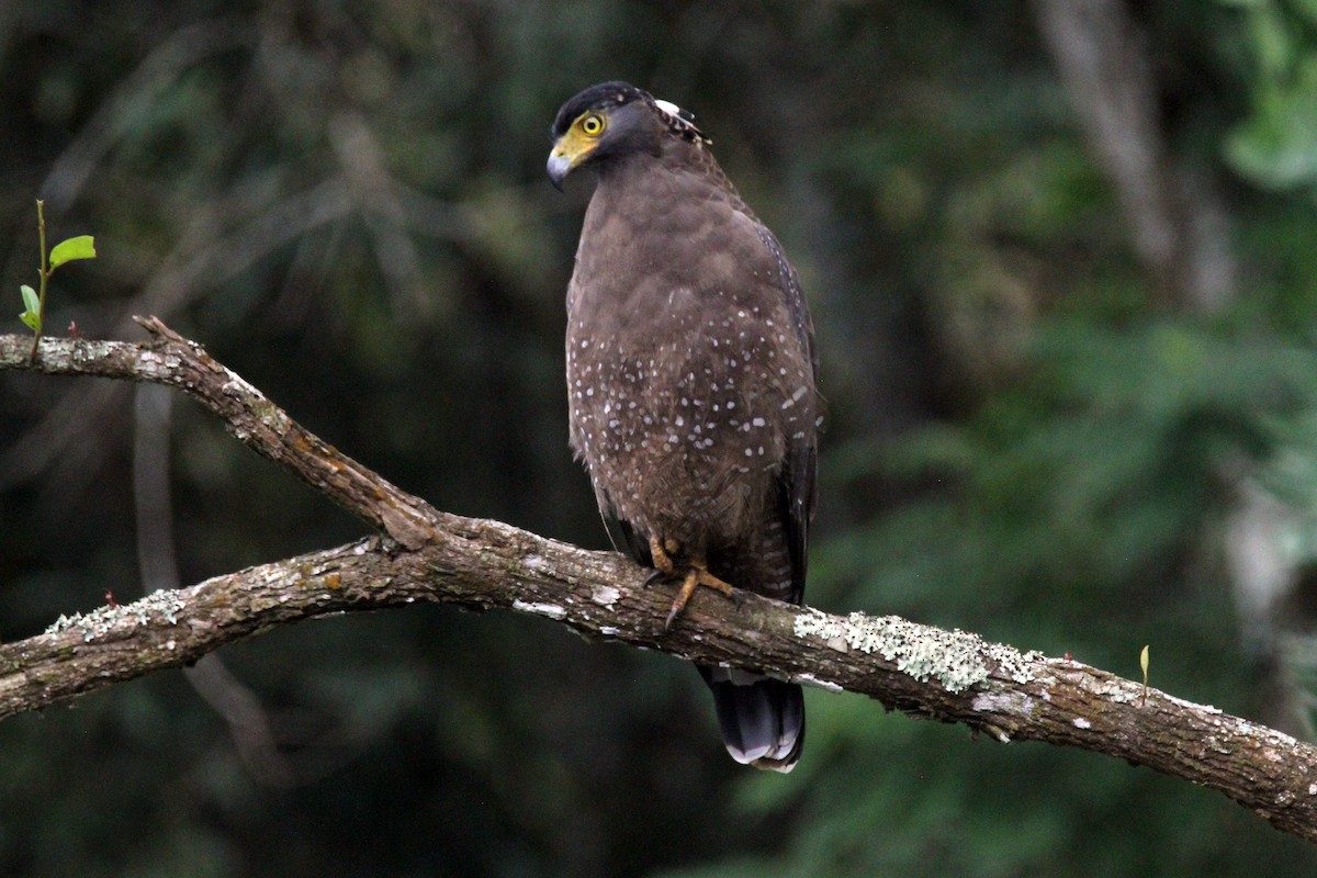 Crested Serpent-Eagle - ML641945719