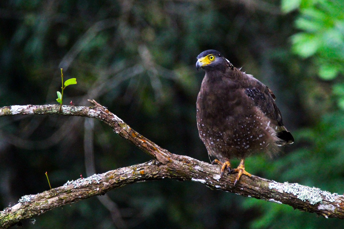 Crested Serpent-Eagle - ML641945720