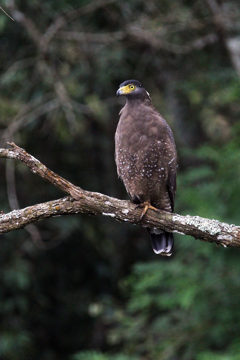 Crested Serpent-Eagle - ML641945721