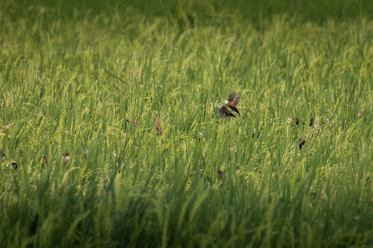 White-headed Munia - ML641945725