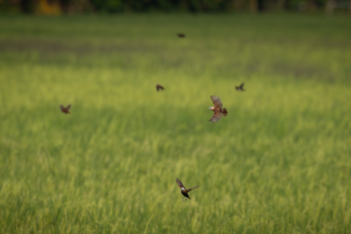 White-headed Munia - ML641945726