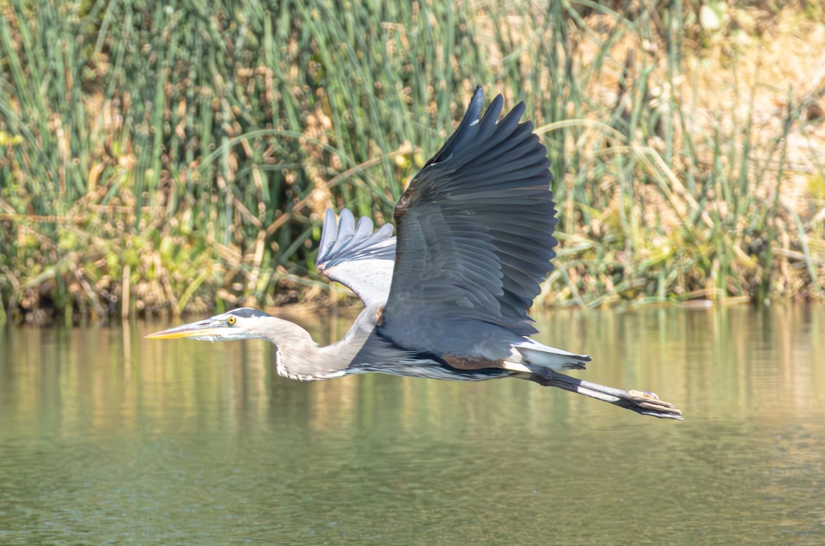 Great Blue Heron - ML641945734