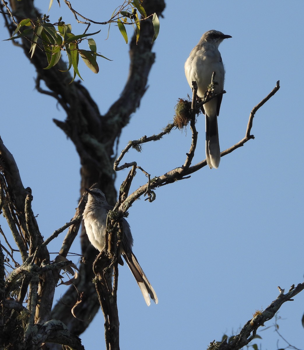 Tropical Mockingbird - ML641945737