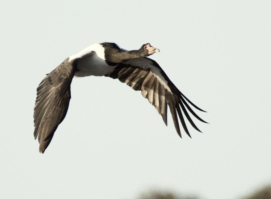 Magpie Goose - ML641945739