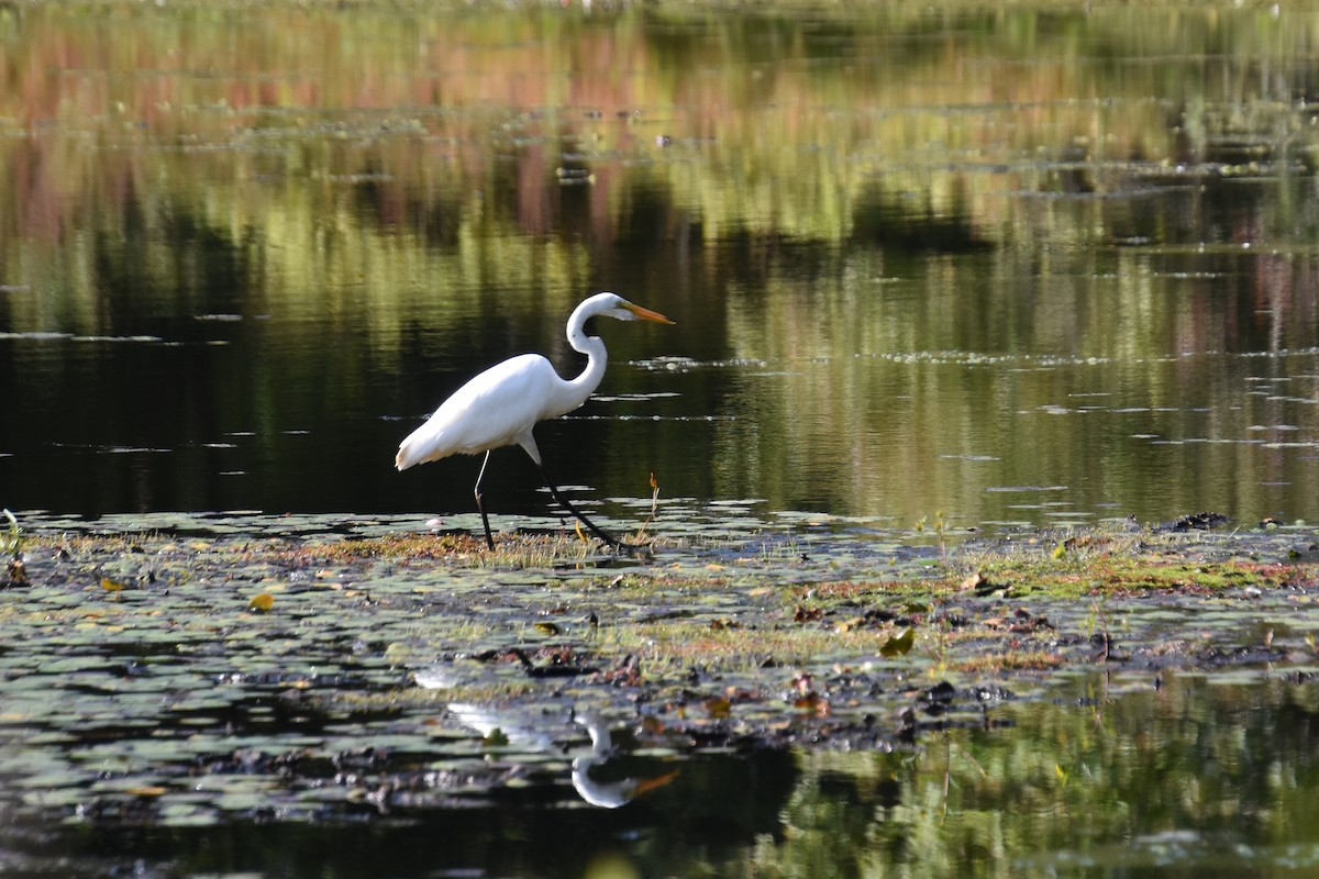Great Egret - ML641945740