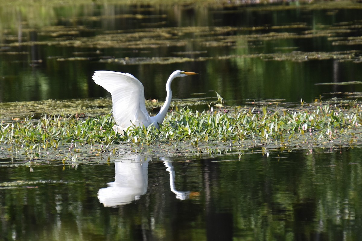 Great Egret - ML641945741