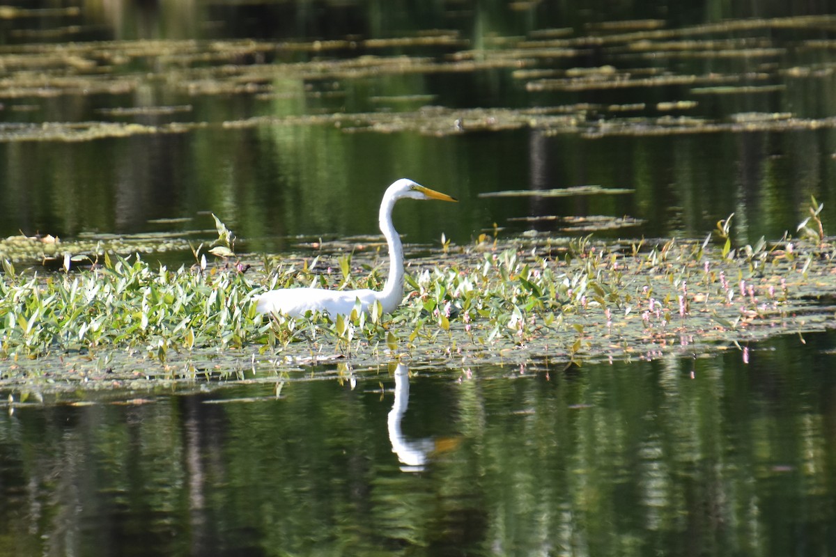 Great Egret - ML641945742