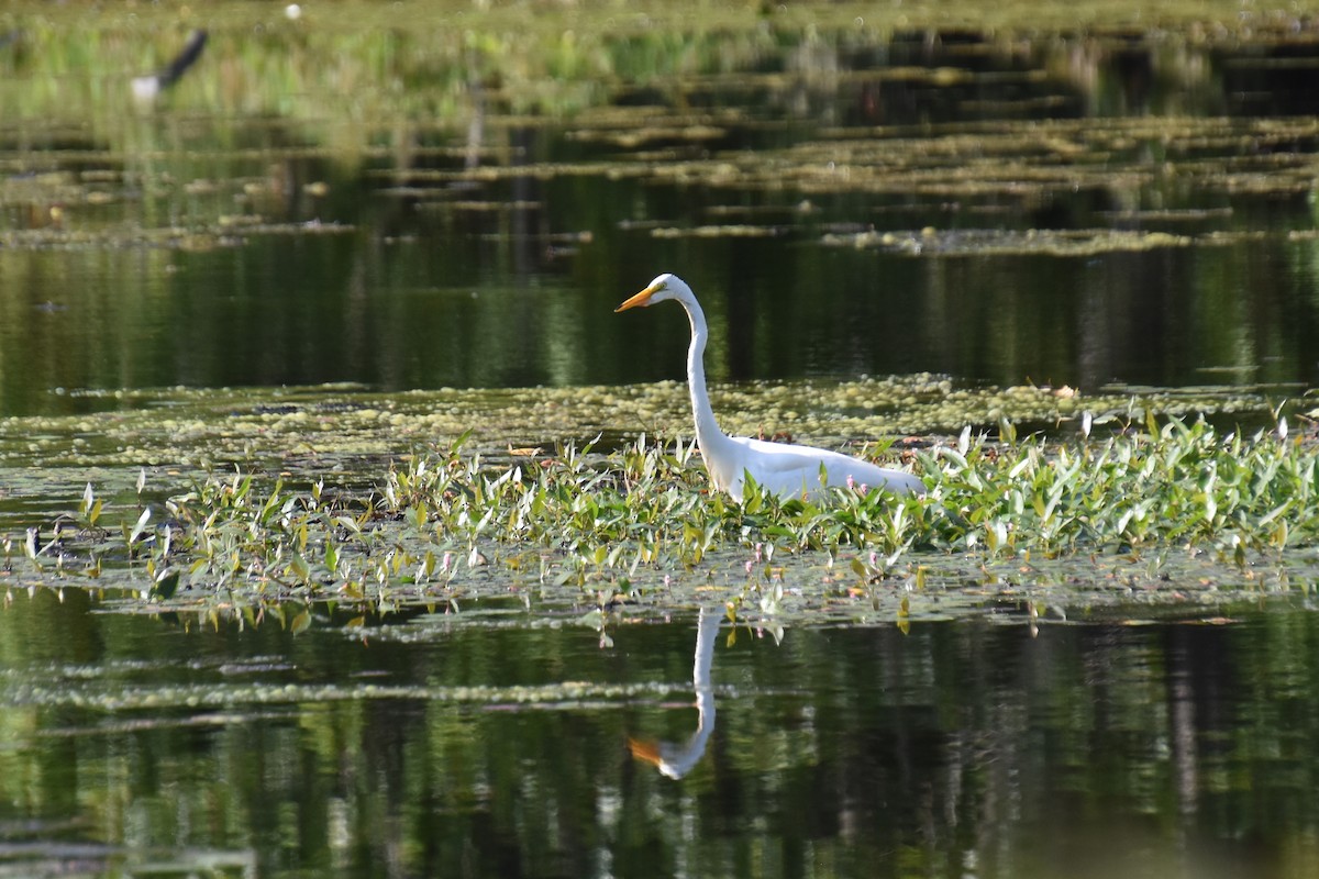 Great Egret - ML641945743