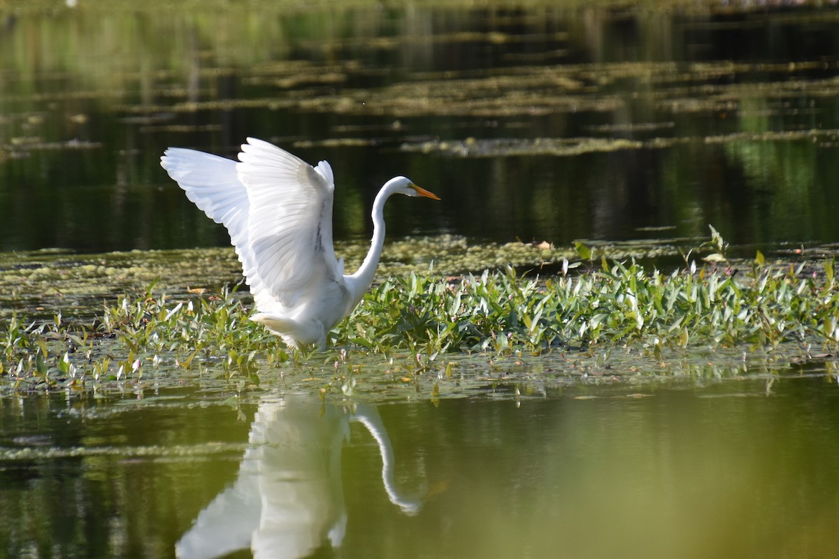 Great Egret - ML641945744