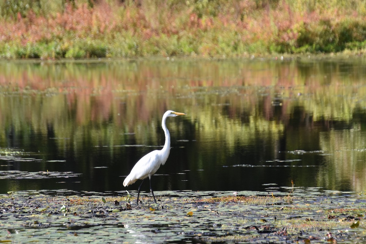 Great Egret - ML641945745