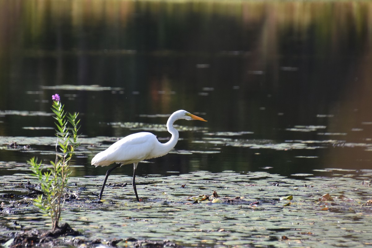 Great Egret - ML641945746