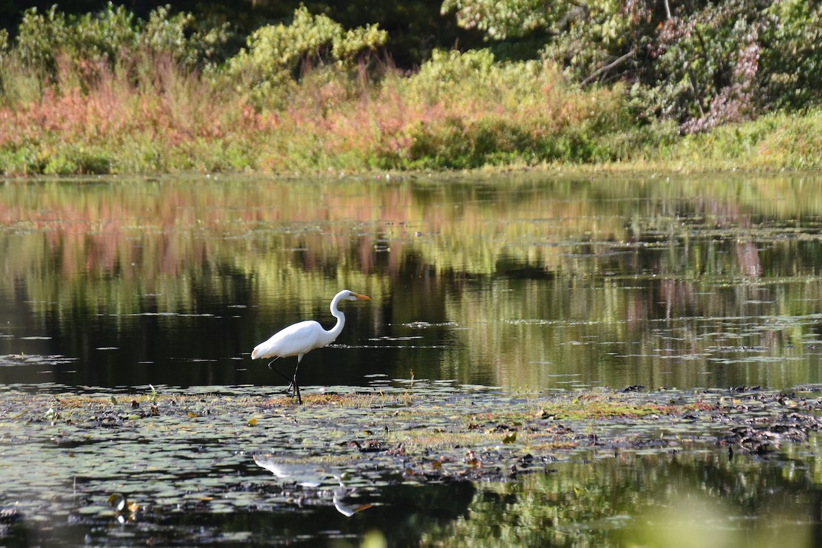 Great Egret - ML641945748