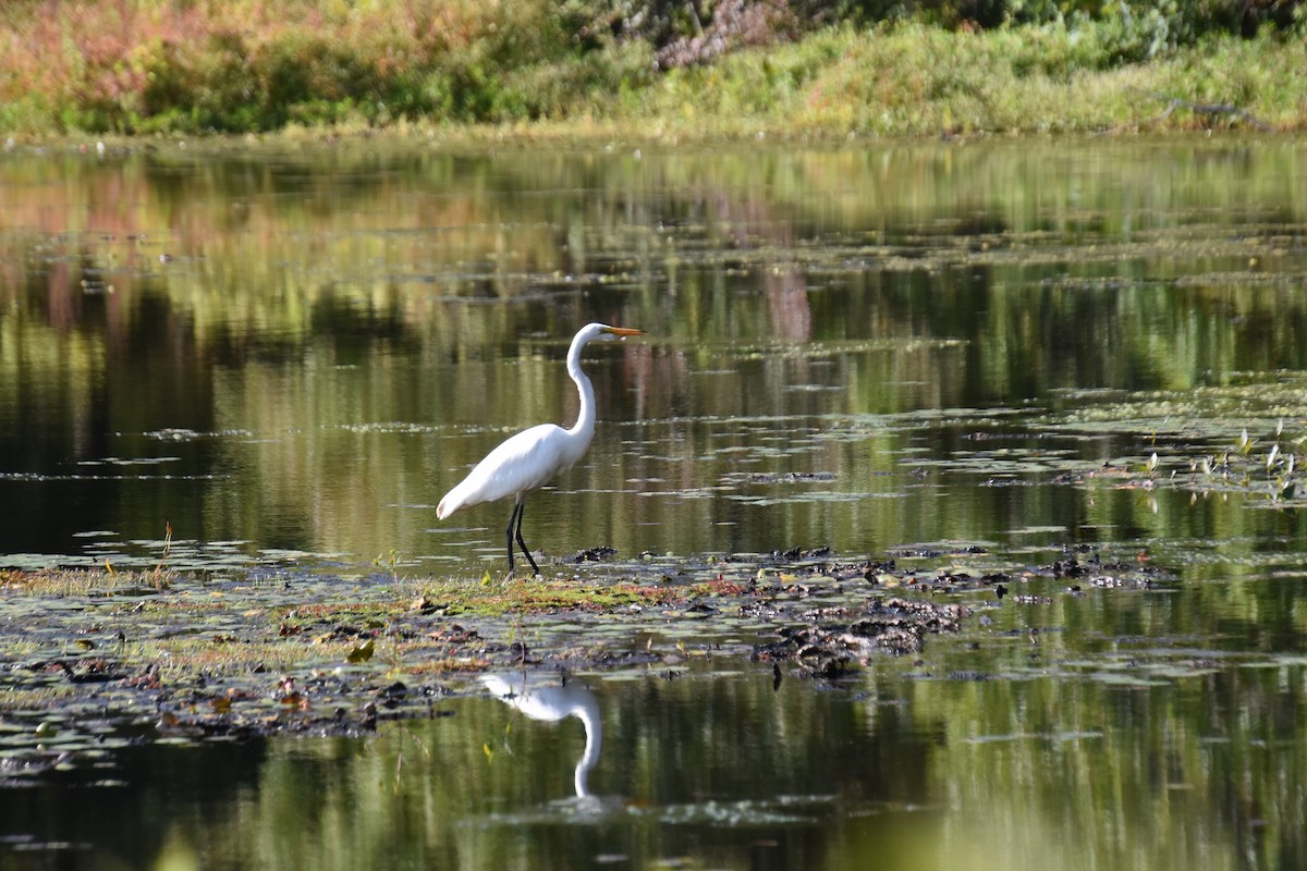 Great Egret - ML641945749