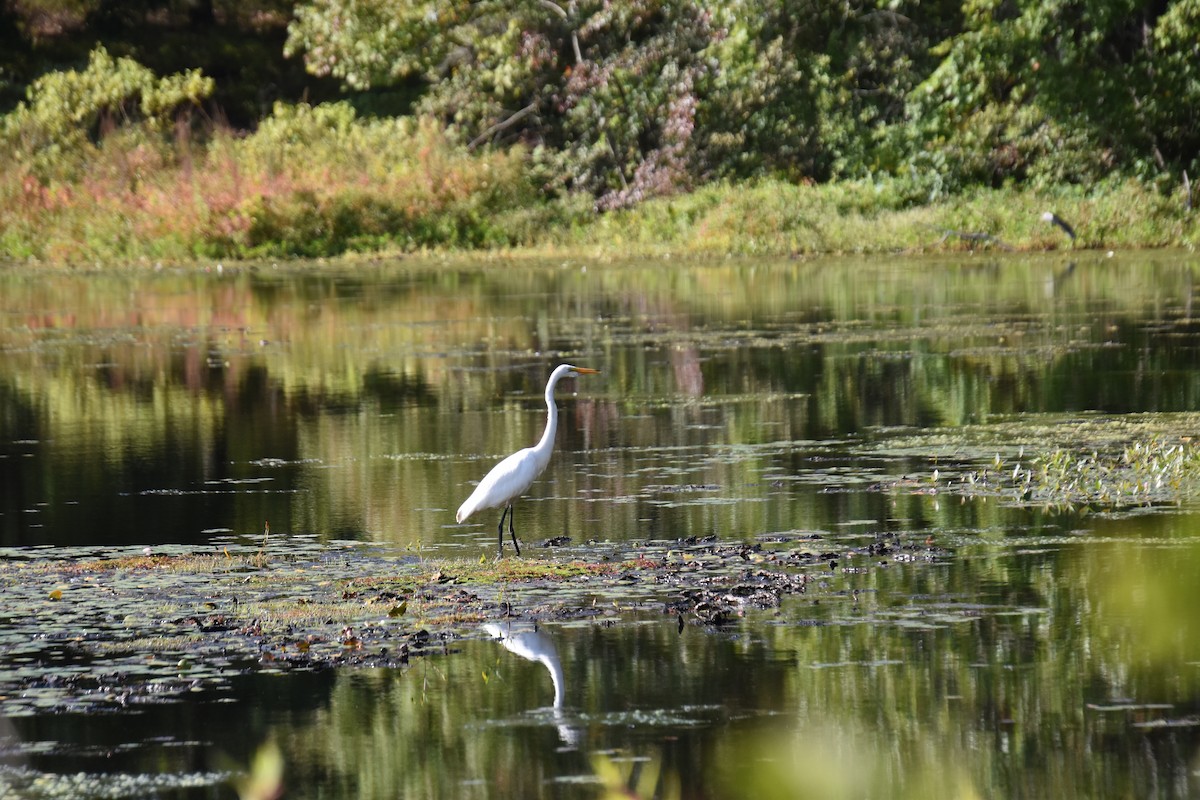 Great Egret - ML641945750