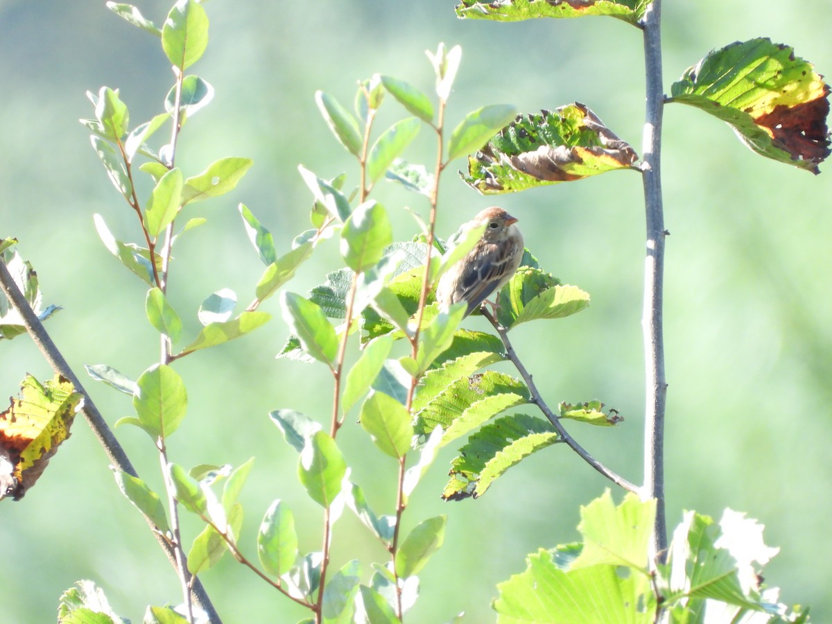 Field Sparrow - ML641945766