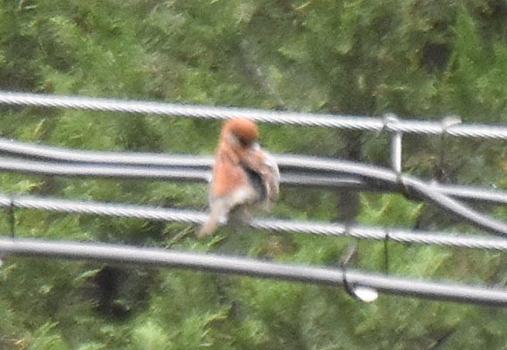 Russet Sparrow - ML641945767