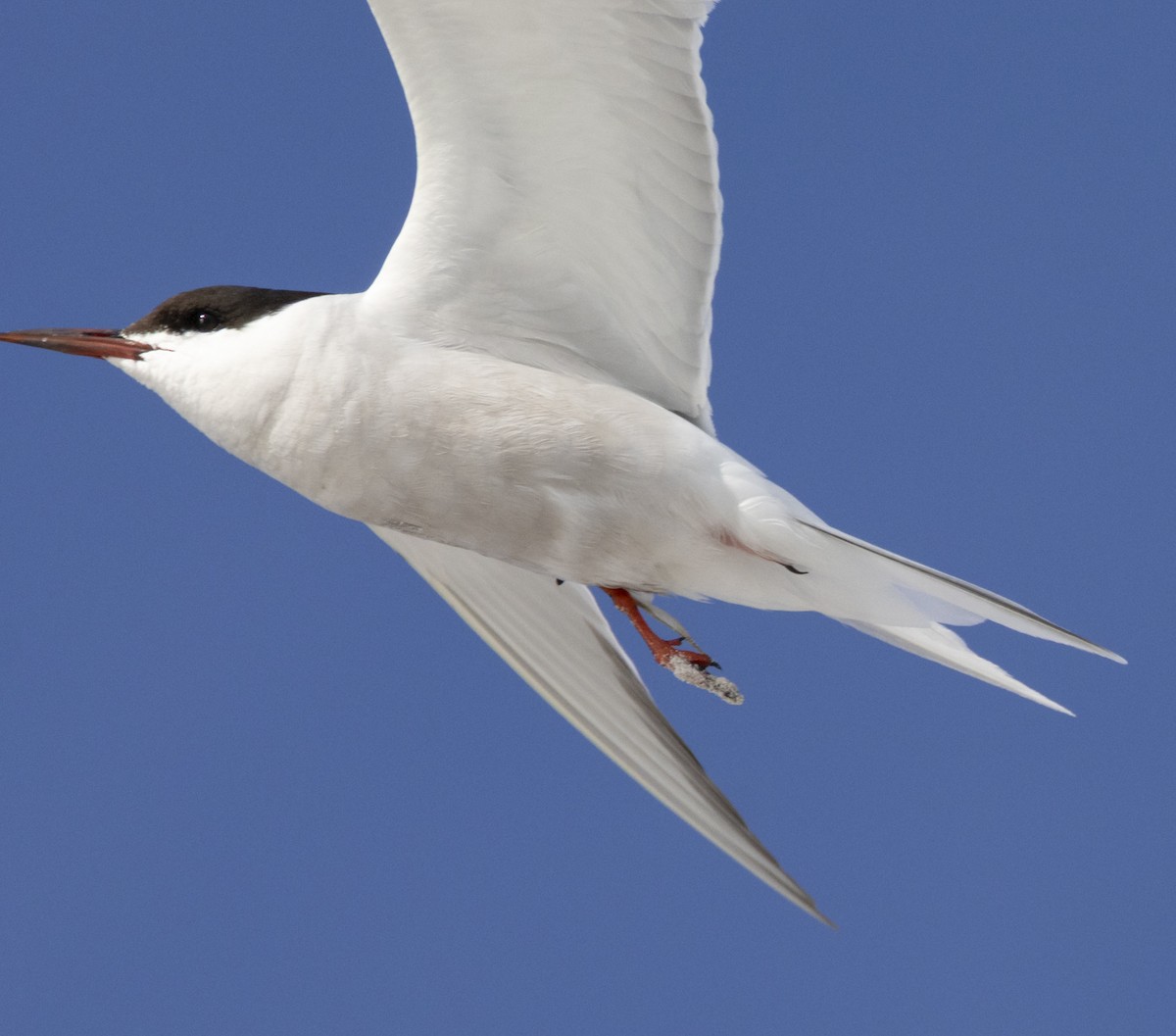 燕鷗(hirundo/tibetana) - ML641945779