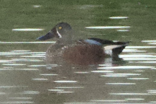 Australasian Shoveler - ML641945783