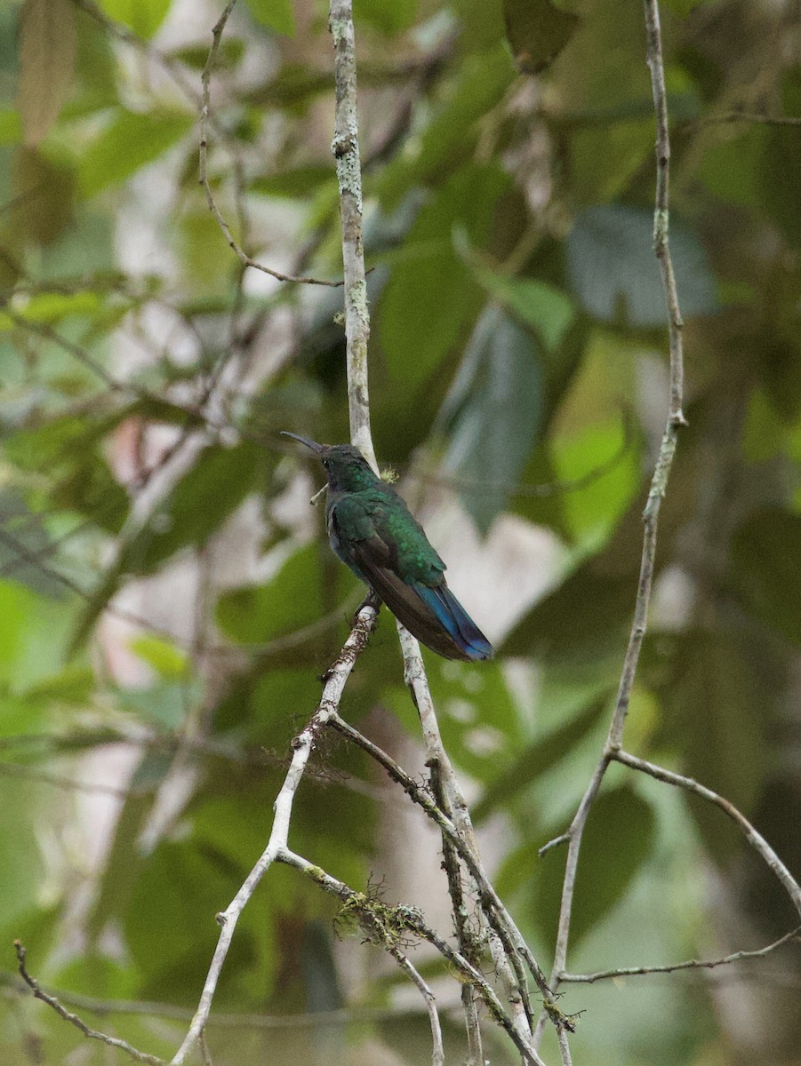 Crowned Woodnymph (Green-crowned) - ML641945786