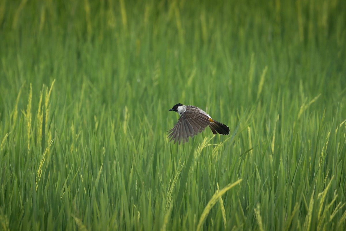 Bulbul Ventridorado - ML641945792