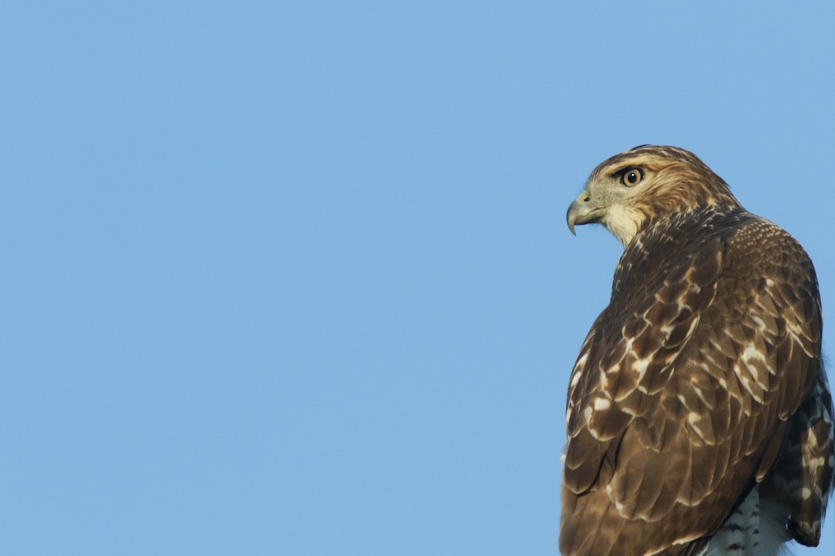 Red-tailed Hawk (borealis) - ML641945812