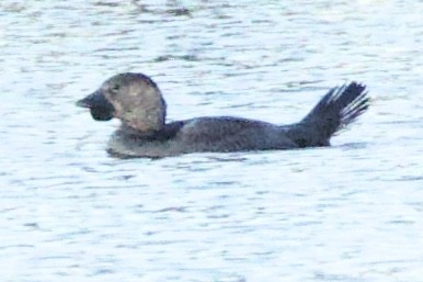 Musk Duck - ML641945838
