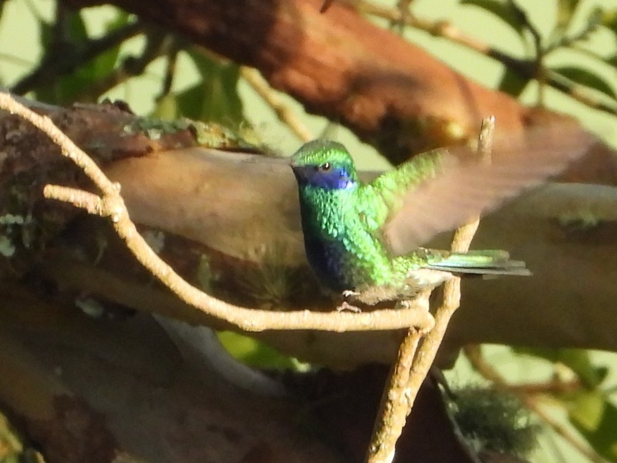 Sparkling Violetear - ML641945839