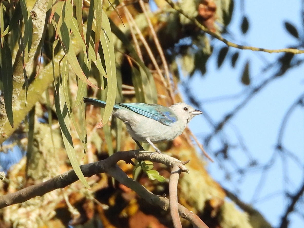 Blue-gray Tanager - ML641945852